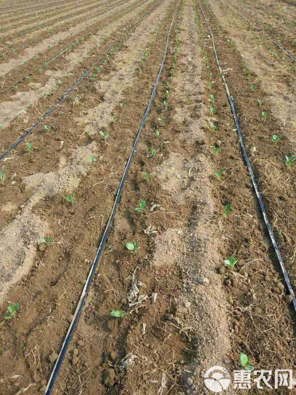 贴片式滴灌带 现代农业节水灌溉的核心利器